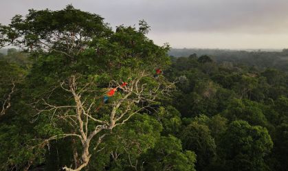 Caixa, BB e BNDES se unem ao BID para desenvolver ETF Amazônia para todos