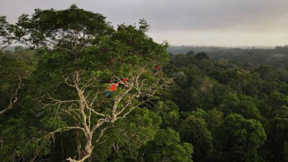 Araras em árvore na floresta amazônica em Manaus