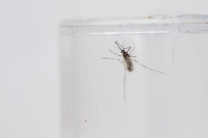 Mosquito Aedes aegypti é o transmissor da dengue