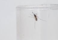 Rio Grande do Sul registra a quarta morte por dengue em 2024