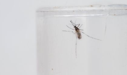 Pesquisa da UFMG sobre tratamento de casos graves de dengue está em avanço
