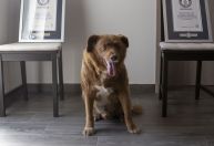 Bobi perde o título de cão mais velho do mundo após investigação do Guinness