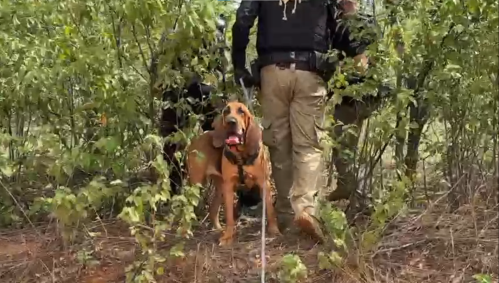 Cães farejadores ajudam policias na recaputura de Rogério da Silva Mendonça (vulgo Querubim, Chapa ou Cabeça de Martelo ou Martelo); e Deibson Cabral Nascimento (conhecido como Tatu, Deisinho ou Deicinho).