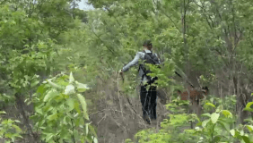 Agentes de segurança adentram mata para buscar fugitivos.