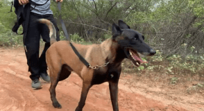 Cães farejadores ajudam policias na recaputura de Rogério da Silva Mendonça (vulgo Querubim, Chapa ou Cabeça de Martelo ou Martelo); e Deibson Cabral Nascimento (conhecido como Tatu, Deisinho ou Deicinho).