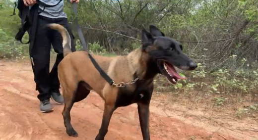 Cães farejadores ajudam policias na recaputura de Rogério da Silva Mendonça (vulgo Querubim, Chapa ou Cabeça de Martelo ou Martelo); e Deibson Cabral Nascimento (conhecido como Tatu, Deisinho ou Deicinho).