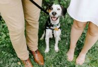 Tinder está cheio de cachorros; entenda
