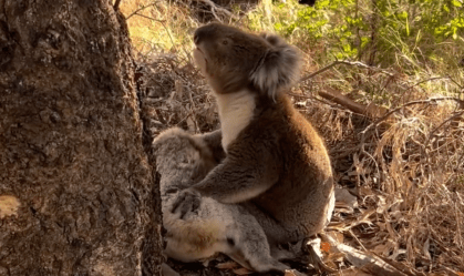 Vídeo: equipe de resgate testemunha rara cena de coala macho abraçado a fêmea falecida