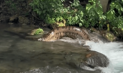 Vídeo: turistas são surpreendidos por sucuri gigante no Mato Grosso do Sul