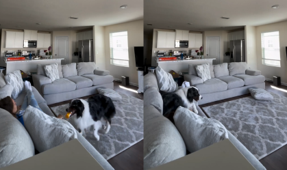 Vídeo: cachorro consegue perceber sinais e ajuda tutora durante convulsão epiléptica