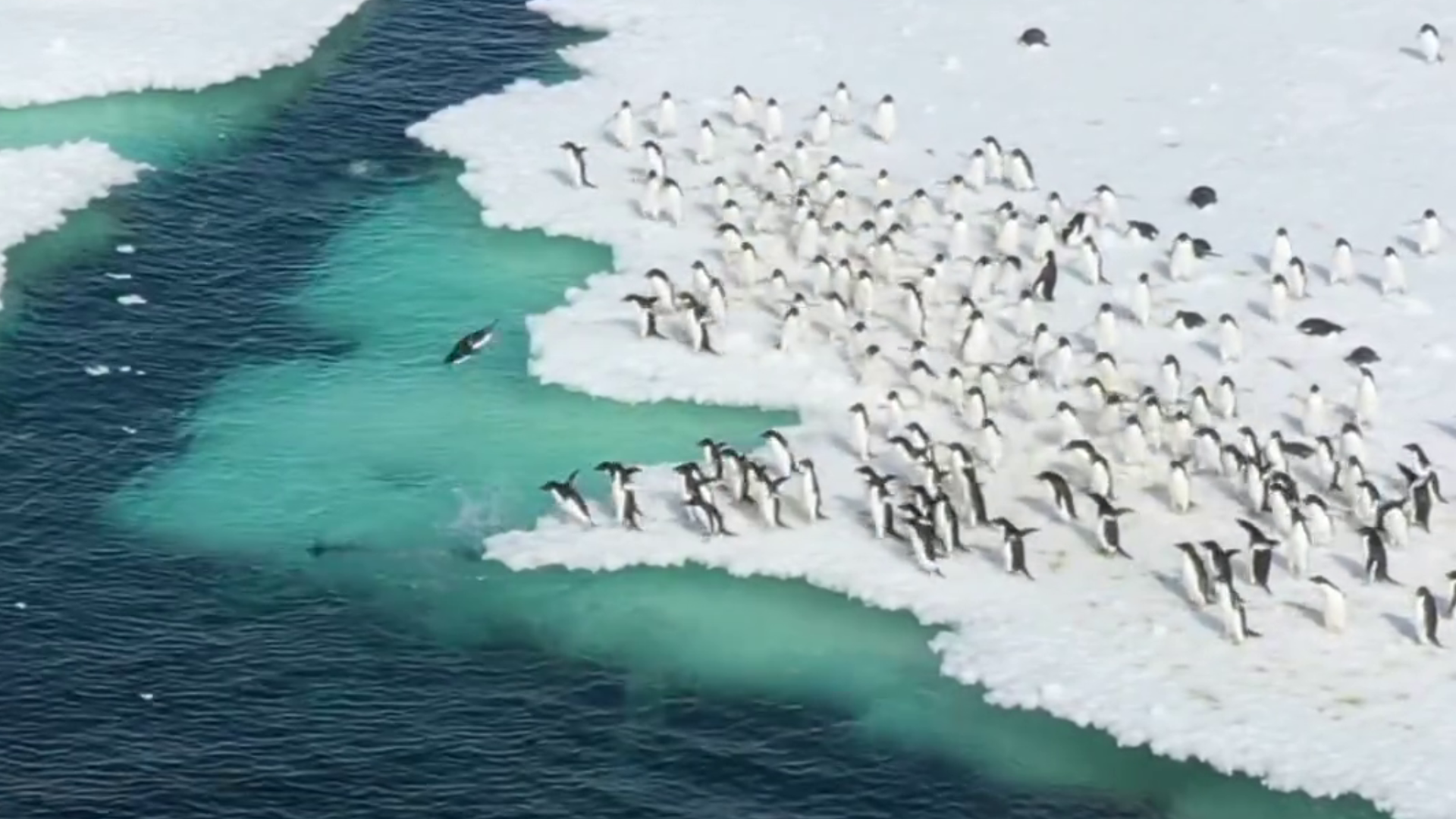 Pinguins-de-adélia