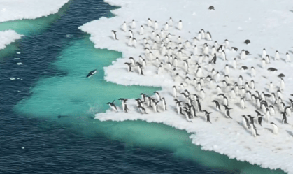 Pinguins-de-adélia são flagrados nadando, e imagens impressionam; assista