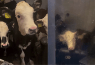 Vacas são vistas relaxando em sofá de casa na Inglaterra; veja vídeo
