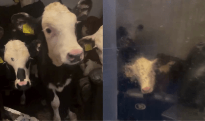Vacas Inglaterra