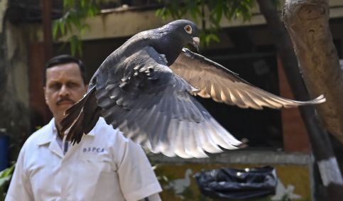 Coronel Dr. BB Kularni libertou o pombo detido após obter autorização do Departamento de Polícia, em 30 de janeiro de 2024, em Mumbai, na Índia.