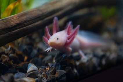 foto de um axolote em seu habitat natural