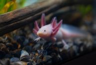 Pesquisadores querem salvar 