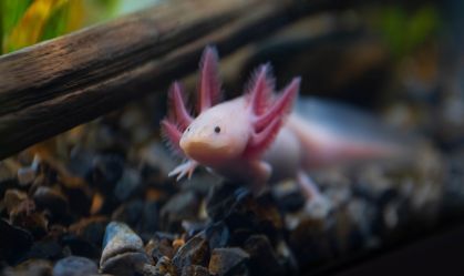 Axolote: pesquisadores querem salvar "monstro aquático" mexicano da extinção