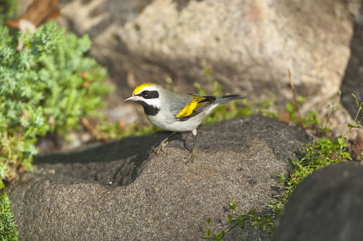 Toutinegras de asas douradas/ Education Images/Universal Images Group via Getty Images