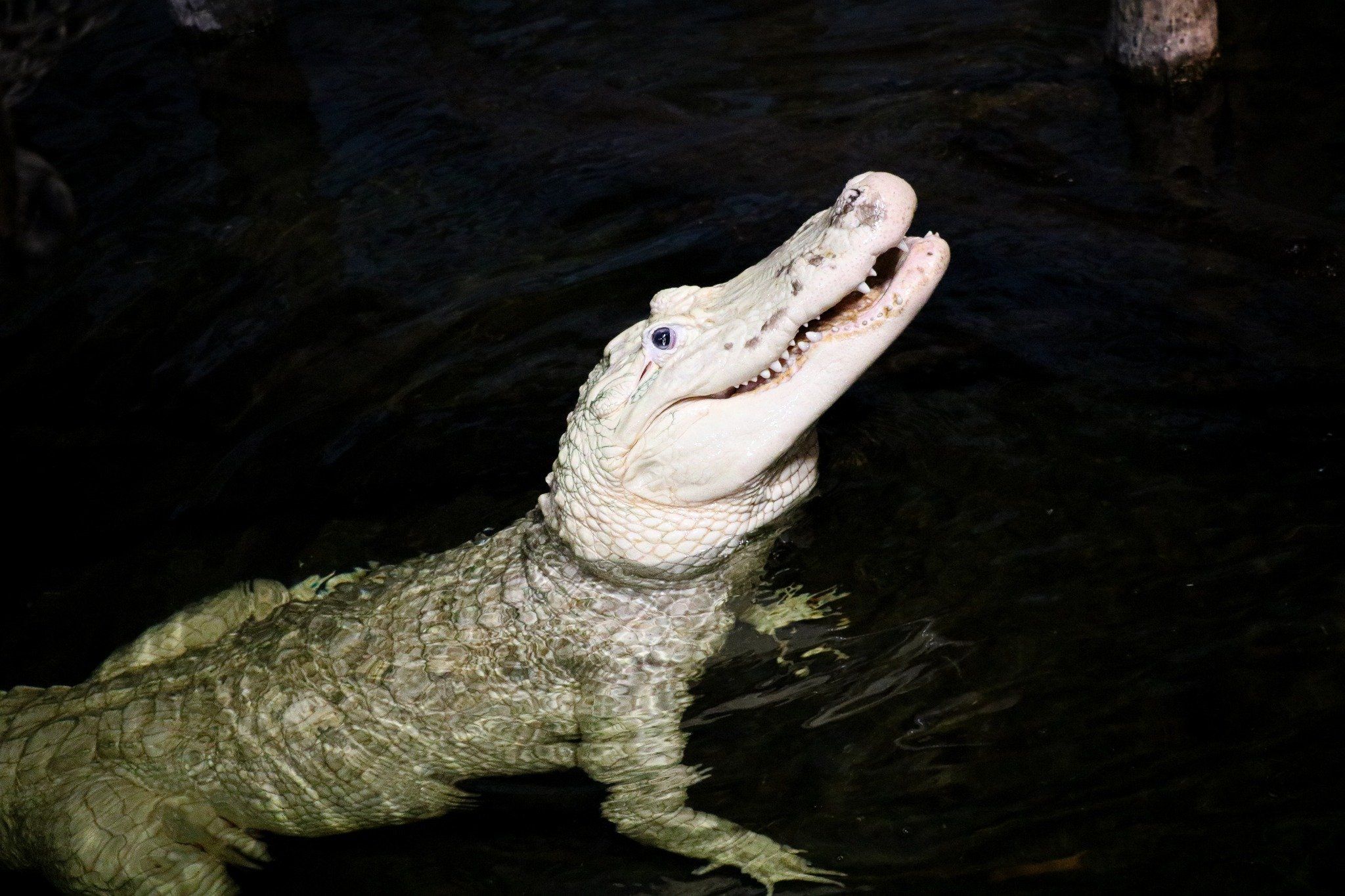 Zoológico dos EUA retira 70 moedas do estômago de jacaré / Aquário e Zoológico Henry Doorly