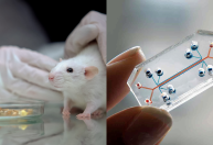 Órgão humano em chip acelera testes de remédios e substitui uso de animais