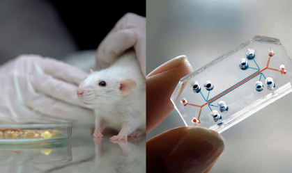 Órgão humano em chip acelera testes de remédios e substitui uso de animais