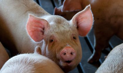 Cientistas mantêm vivo cérebro de porco fora do corpo por 5 horas