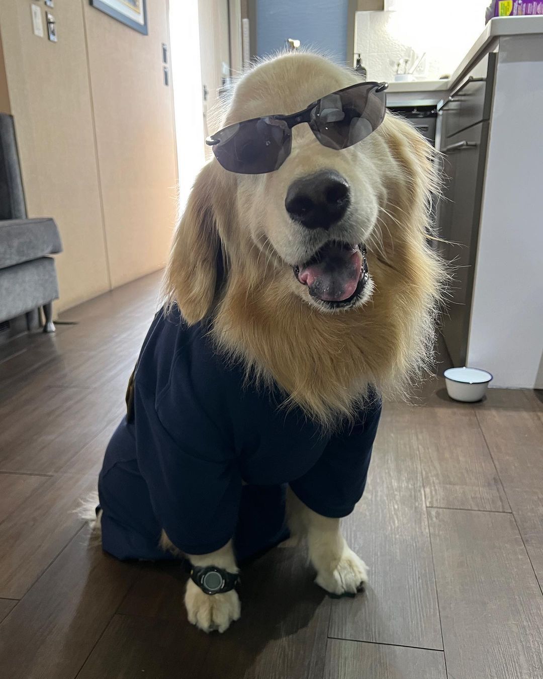 Cachorra em uma foto usando óculos escuros, camiseta e relógio