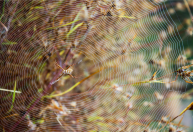 Teias de aranhas capturam informações genéticas, diz estudo