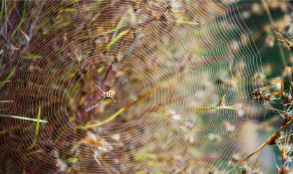 Teias de aranhas capturam informações genéticas, diz estudo