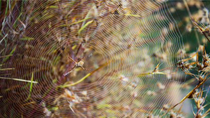 Teia de aranha