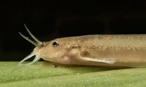 peixe bagre raro