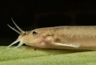 Pesquisadores descobrem tipo raro de bagre dourado no Parque da Tijuca