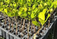 Ciência na Sapucaí: Mocidade desfila com clones de cajueiros 
