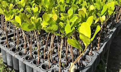 Ciência na Sapucaí: Mocidade desfila com clones de cajueiros 