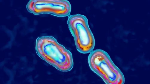 Bactéria vista de um microscópio