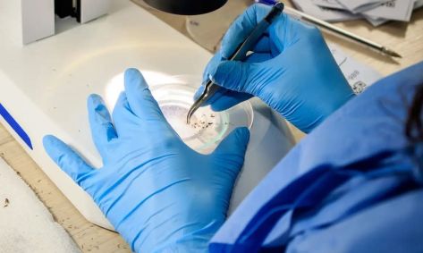 Uma mão usando luvas manipula um recipiente com mosquitos em um ambiente laboratorial