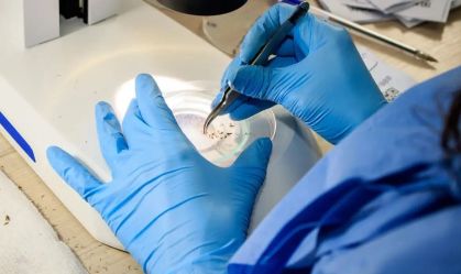 Conheça o método Wolbachia, responsável por reduzir casos de dengue em Niterói