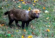 Ameaçado de extinção, cachorro-vinagre é flagrado em parque no Amapá
