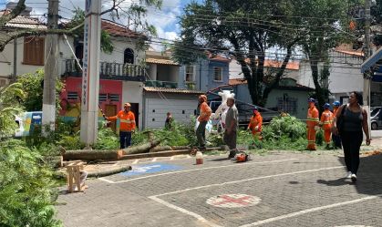 Árvore cai na Vila Mariana, bairro de SP, após fortes chuvas