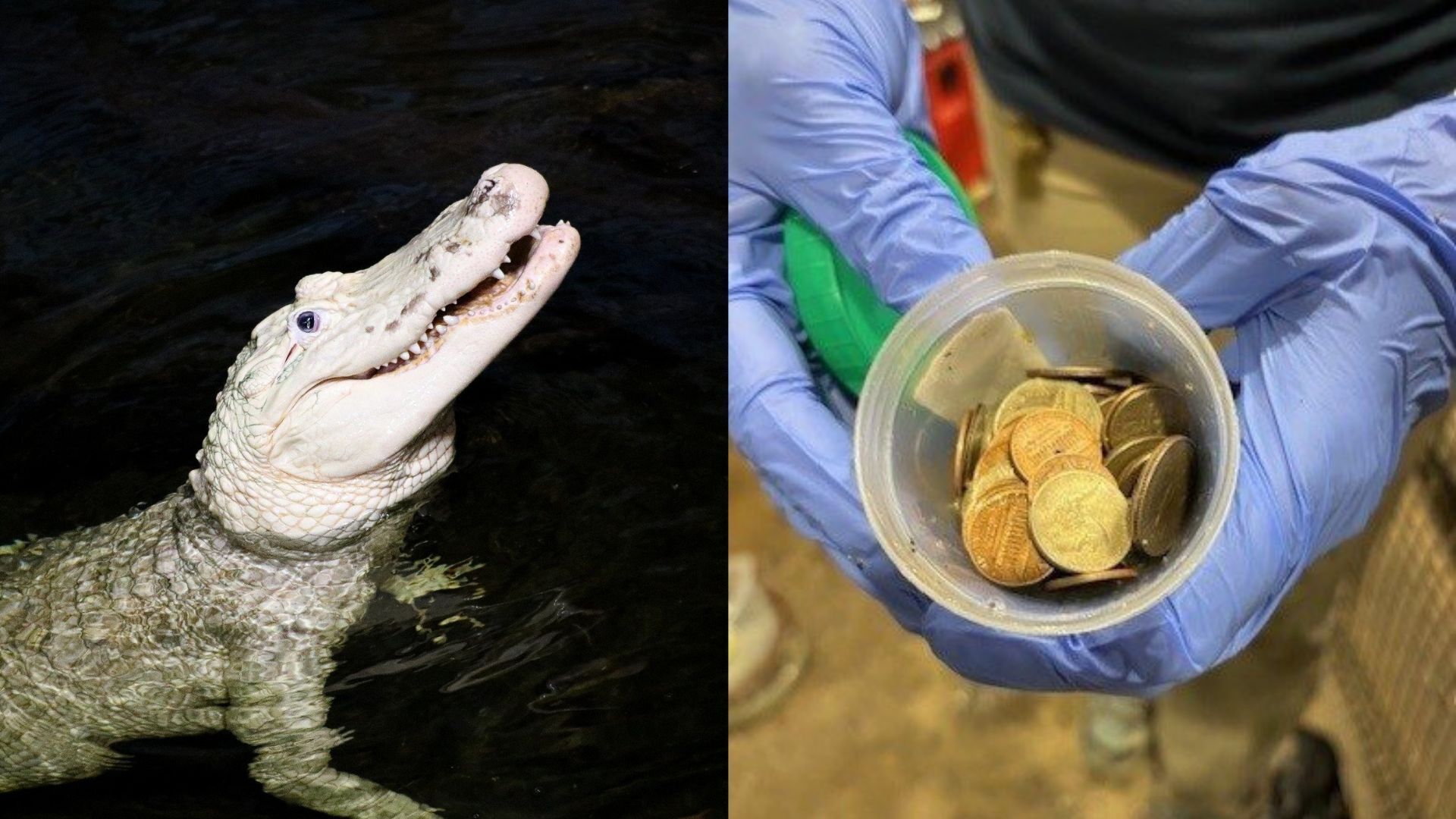 Zoológico dos EUA retira 70 moedas do estômago de jacaré