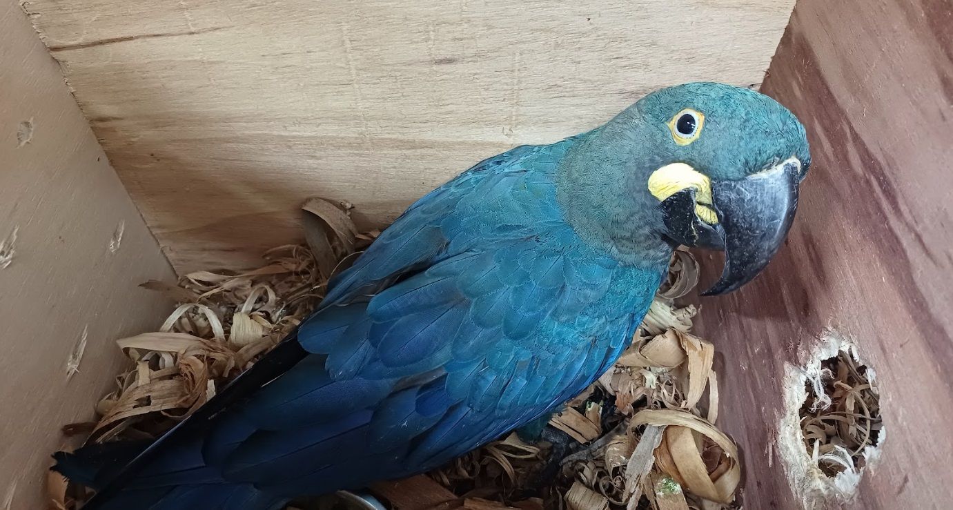 arara