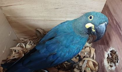 arara