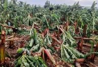 Ventos de 125 km/h devastam plantações de banana na região do Vale do Ribeira
