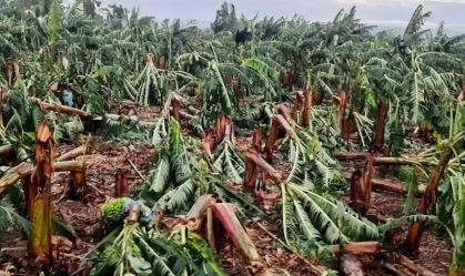 Ventos de 125 km/h devastam plantações de banana na região do Vale do Ribeira