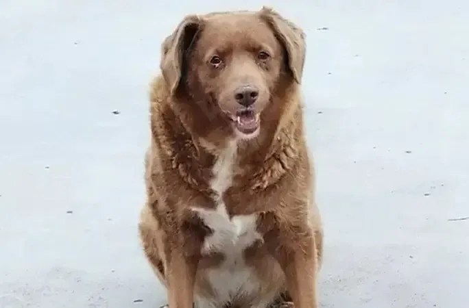 Bobi, um Rafeiro do Alentejo, até então tinha quebrado o recorde de cachorro mais velho do mundo / Divulgação/Guinness