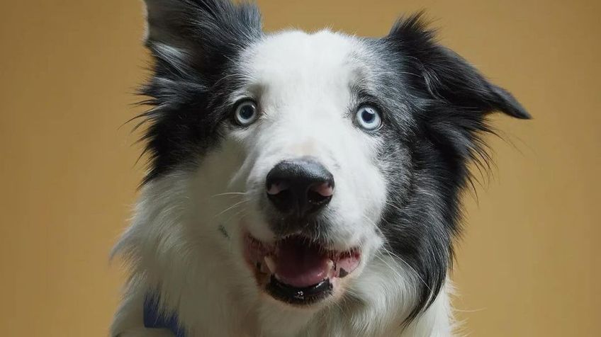 Messi, cão que interpreta Snoop em "Anatomia de Uma Queda" • Reprodução/ Instagram