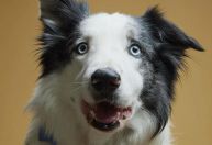 Oscar 2024: famoso cão de 