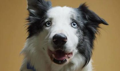 cachorro messi anatomia de uma queda
