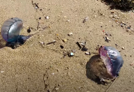 Caravelas-portuguesas são vistas em Balneário Camboriú e outras praias de SC